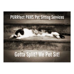 Pet Sitting Business with Tuxedo Cat on Steps Postcard