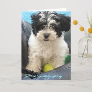 Pet Sympathy - Havanese puppy . . Card