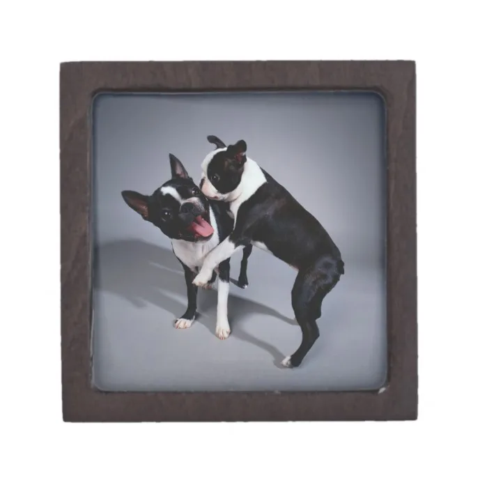 Playful Boston Terriers Gift Box