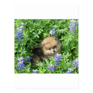 Pom Pup In Blue Bonnets Postcard
