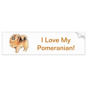 Pomeranian Bumper Sticker