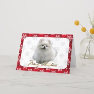 Pomeranian Christmas Card