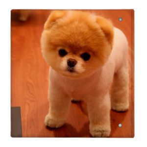 Pomeranian-cute puppies-spitz-pom dog-pom puppies binder