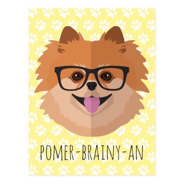 Pomeranian Dog In Nerd Glasses | POMER-BRAINY-AN Postcard