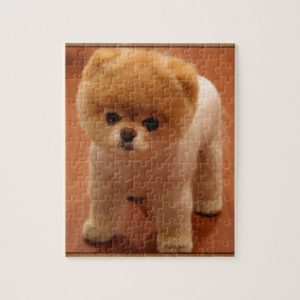 Pomeranian Dog Pet Puppy Small Adorable baby Jigsaw Puzzle