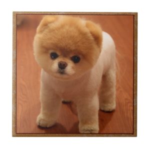 Pomeranian Dog Pet Puppy Small Adorable baby Tile