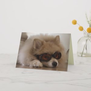 Pomeranian Friendship Card