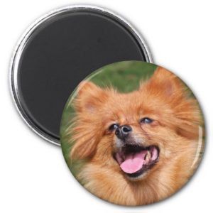 Pomeranian happy dog magnet, gift idea magnet