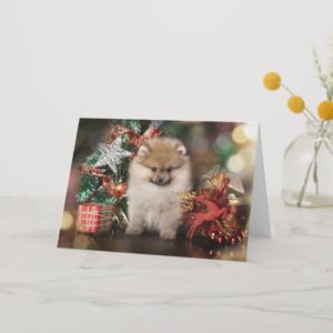 Pomeranian Spitz, Christmas Puppy Holiday Card