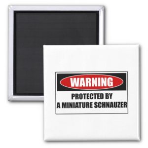 Protected By A Miniature Schnauzer Magnet