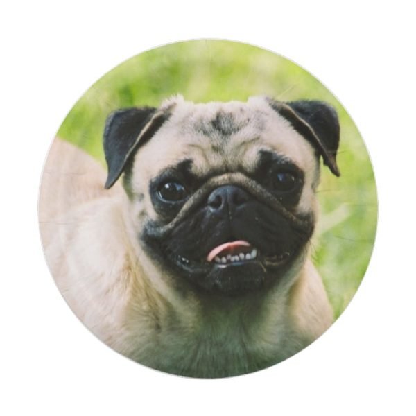 pug-13 paper plate