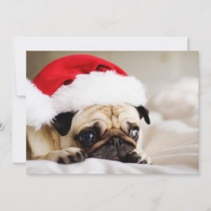 Pug at Christmas Card