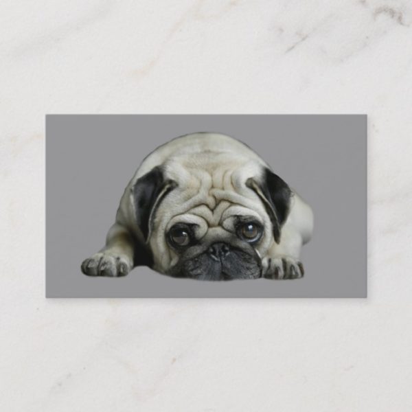 Pug Breeder Business Card