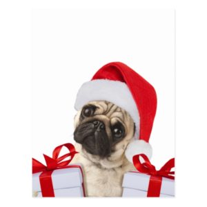 Pug gifts - dog claus - funny pugs - funny dogs postcard