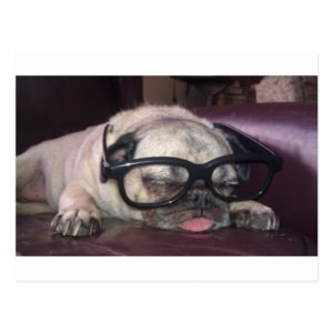 Pug In Glasses Postcard
