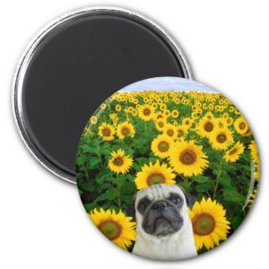 Pug in Sunflowers magnet