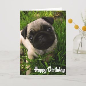 Pug Puppy Dog  Happy Birthday Card - Verse inside