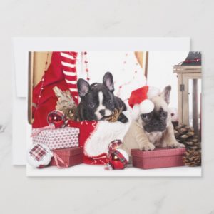 Puppy Christmas French Bulldog Holiday Card