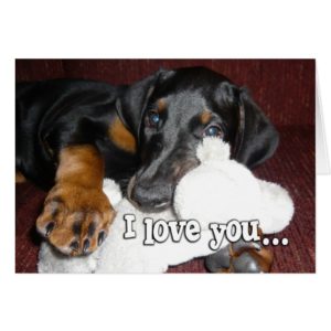 Puppy Love - Cute Doberman Pinscher Puppy