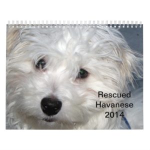 Rescue Havanese Pups 2014 Calendar