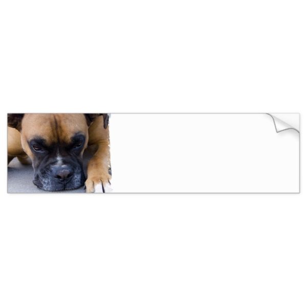 Resting Boxer Dog Bumper Stickers
