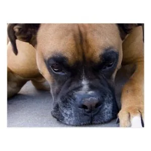 Resting Boxer Dog Postcard