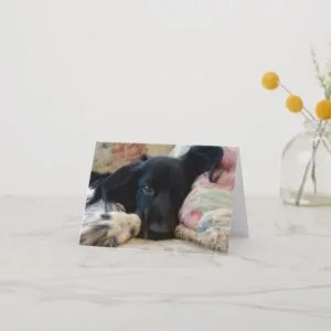 Resting Brittany dog notecard