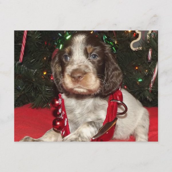 Roan English Springer Spaniel Christmas Puppy Holiday Postcard