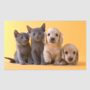 Russian Blue Kittens And Dachshund Puppies Rectangular Sticker
