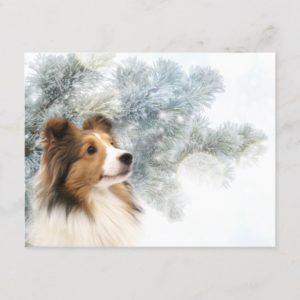 Sable Sheltie Christmas Holiday Postcard