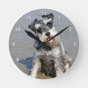 Schnauzer miniature dog cute photo at beach, gift round clock