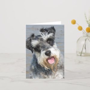 Schnauzer miniature dog cute photo at the beach card