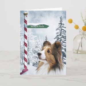 Sheltie Christmas Holiday Card