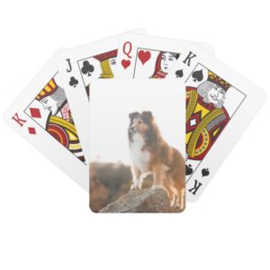 Sheltie on Cliff protecting heard during sunset Playing Cards