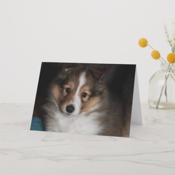 Sheltie Puppy Card