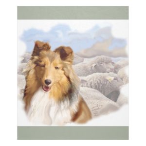Shelty With Sheep Fleece Blanket