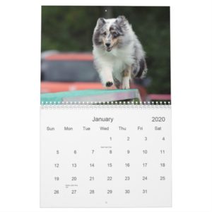 Shetland Sheepdog Agility Calendar