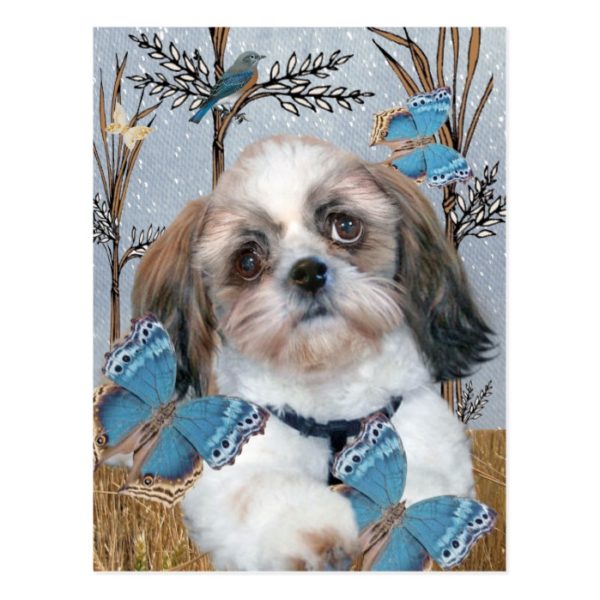 Shih Tzu and Butterflies products Postcard