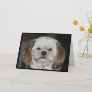 "Shih Tzu Better Have A Happy Birthday!" Card