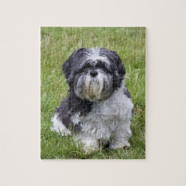 Shih Tzu dog cute beautiful photo jigsaw puzzle