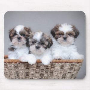 Shih Tzu puppies Mouse Pad