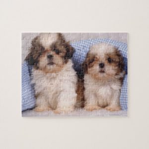 Shih Tzu puppies under a checked blanket Jigsaw Puzzle