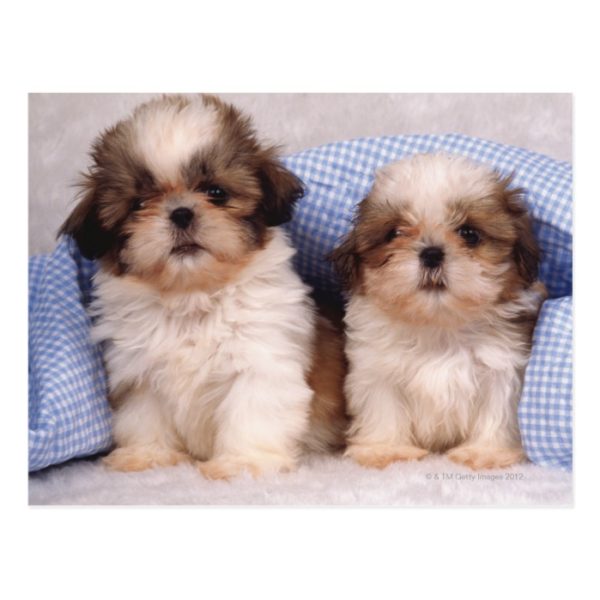 Shih Tzu puppies under a checked blanket Postcard