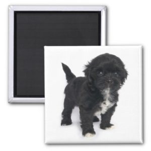 Shih Tzu Puppy Dog Black And White Shihtzu Magnet