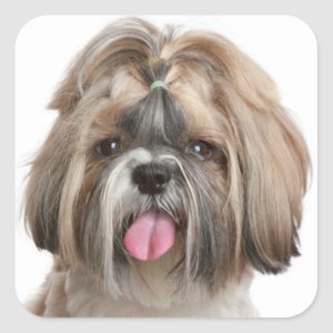 Shih Tzu Puppy Dog Greeting Stickers