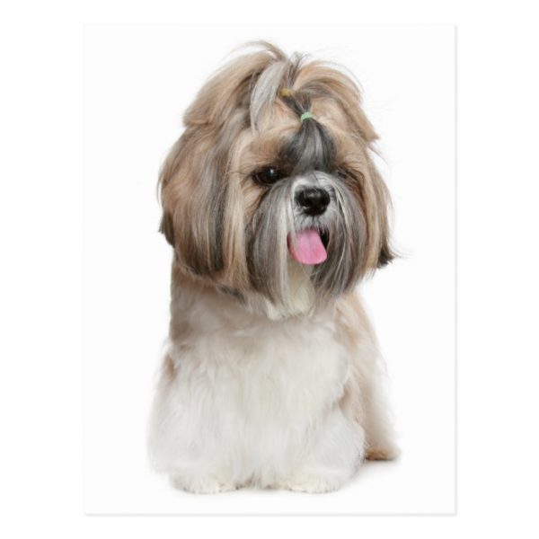 Shih Tzu Puppy Dog - Love, Hello, Thinking Of You Postcard