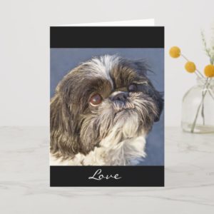 Shih Tzu Puppy Greeting Card - Verse Inside