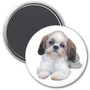 Shih Tzu Puppy Magnet