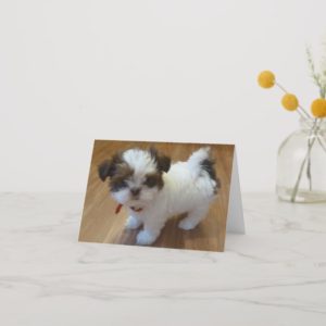 Shih Tzu Puppy Notecards