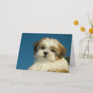 Shih Tzu Puppy "Thinking of you" Card